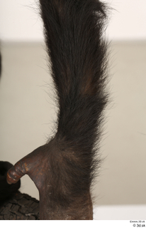 Chimpanzee Bonobo arm 0017.jpg